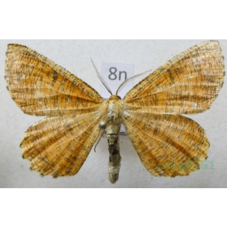 Angerona prunaria (Linnaeus, 1758) male Rączyk leszczyniak Poland8n